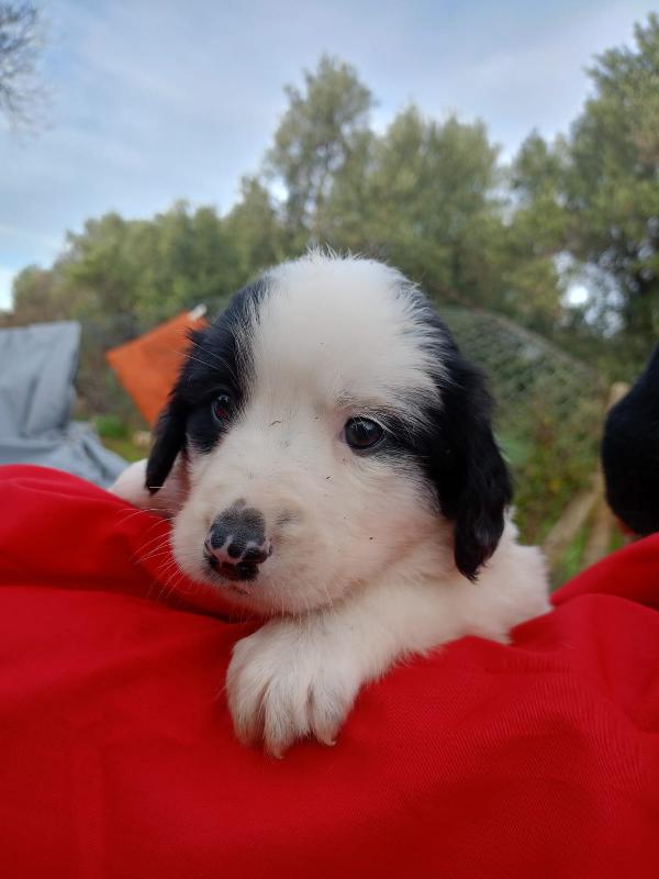  8 cuccioli in cerca d'amore “Regala un Sogno a Natale” 🎄 Foto 8